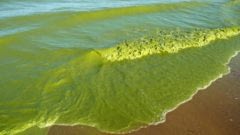 Environmental group says Gov. Whitmer’s plan to reduce harmful algal blooms ‘won’t work’