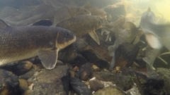 Community Sucker Science: Meet a Shedd Aquarium fish researcher and her stewardship volunteers